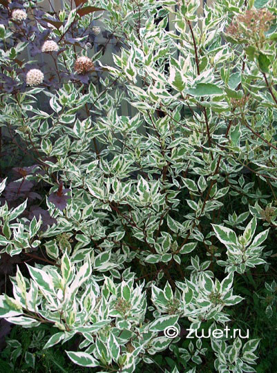Дерен Sibirica variegata