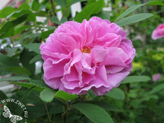 Кустовая роза Тереза Багнет / Therese Bugnet.