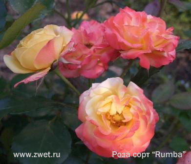 Роза сорт Rumba